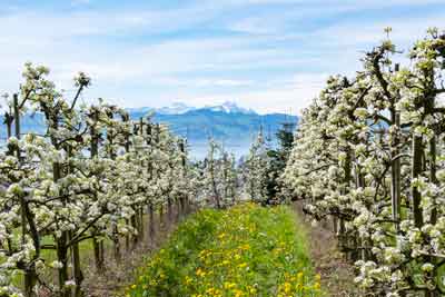 Apfelblüte in Bayern