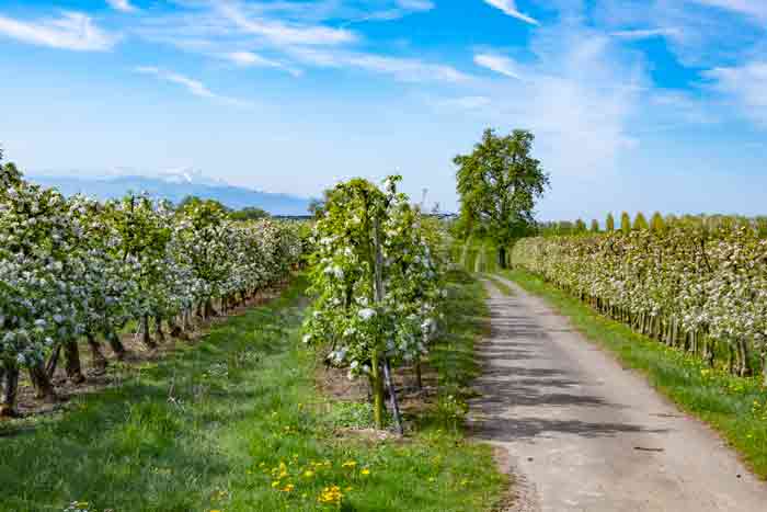 Bayerns südwestliches Ende