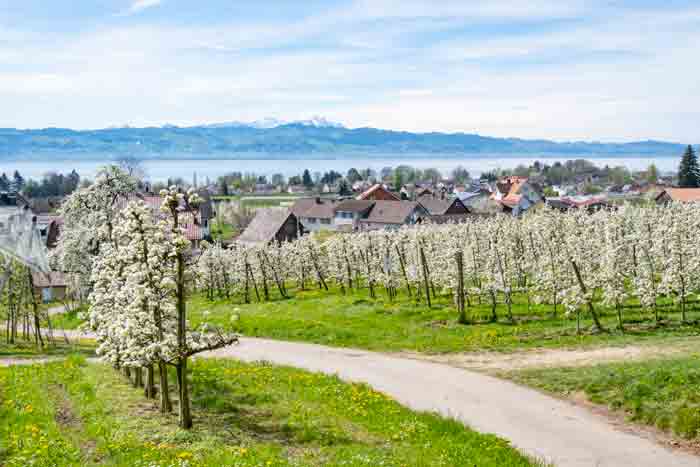 Obstbaumblüte in Bayern