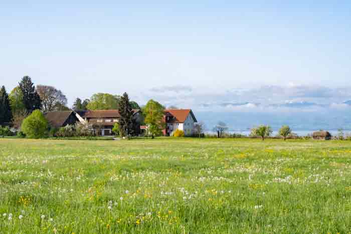 Blühende Wiesen am Bodensee